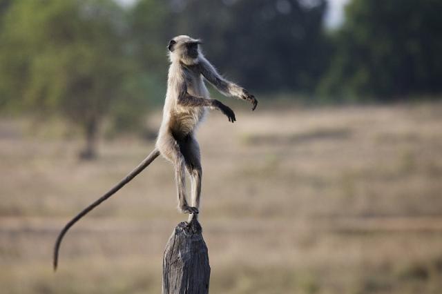 017 Kanha Nationaal Park, Grijze Langoer.jpg